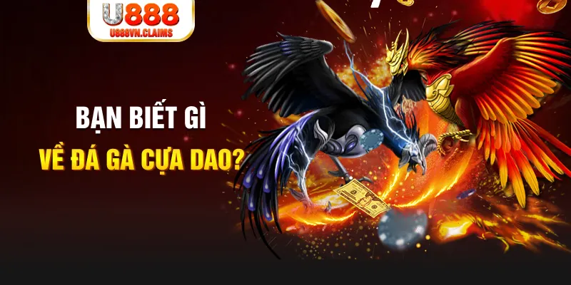 Bạn biết gì về đá gà cựa dao?