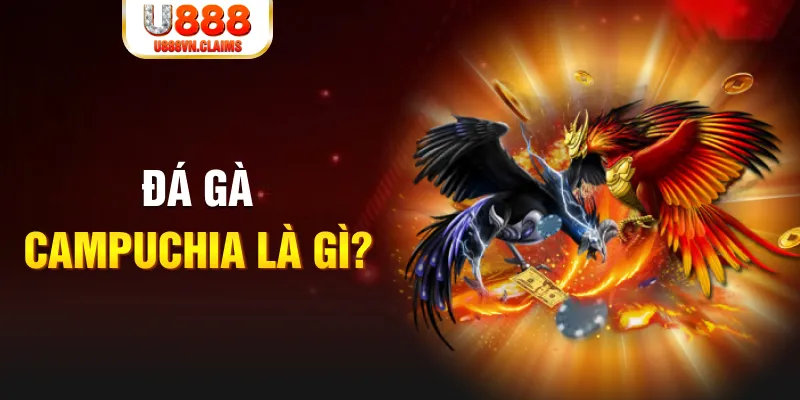 Đá gà Campuchia là gì?