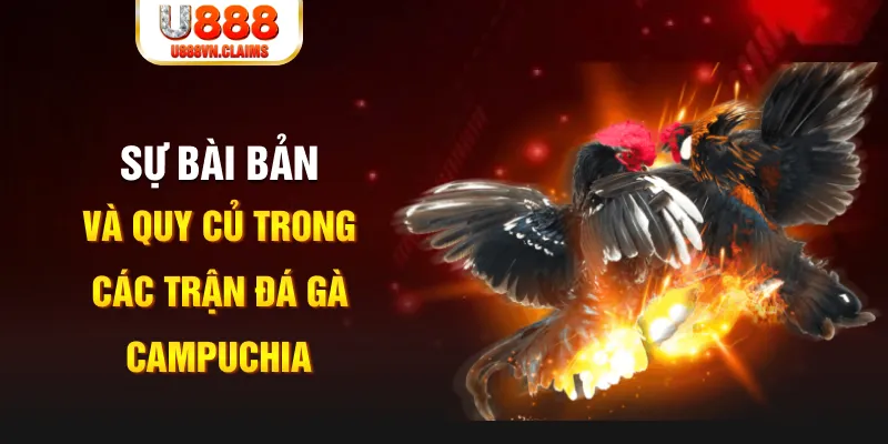  Sự bài bản và quy củ trong các trận đá gà Campuchia